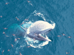 Cá voi khổng lồ nhảy lên đớp mồi đẹp mắt tại Đề Gi Bình Định